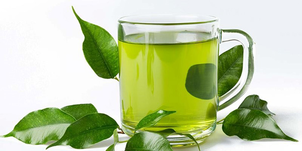 Trà xanh chứa EGCG giúp đốt cháy mỡ thừa trong cơ thể