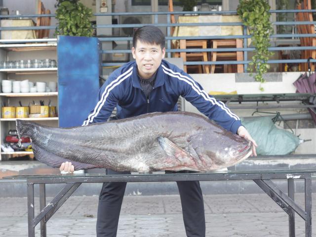 Tin tức trong ngày - Choáng với cặp cá leo nặng hơn 1 tạ lần đầu tiên xuất hiện ở Hòa Bình