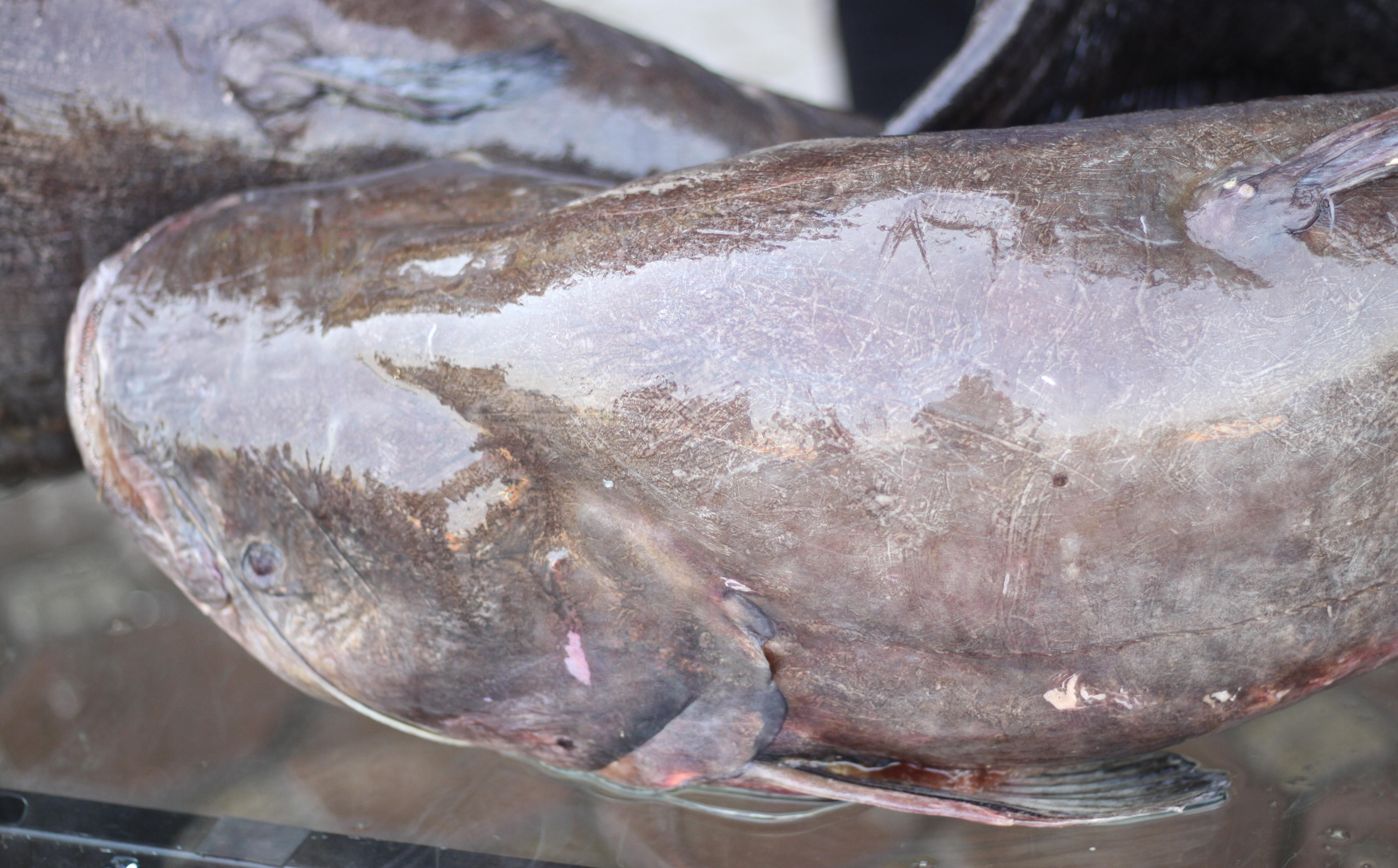 Đầu cá leo tương đối to, dẹt đứng ở phần mõm