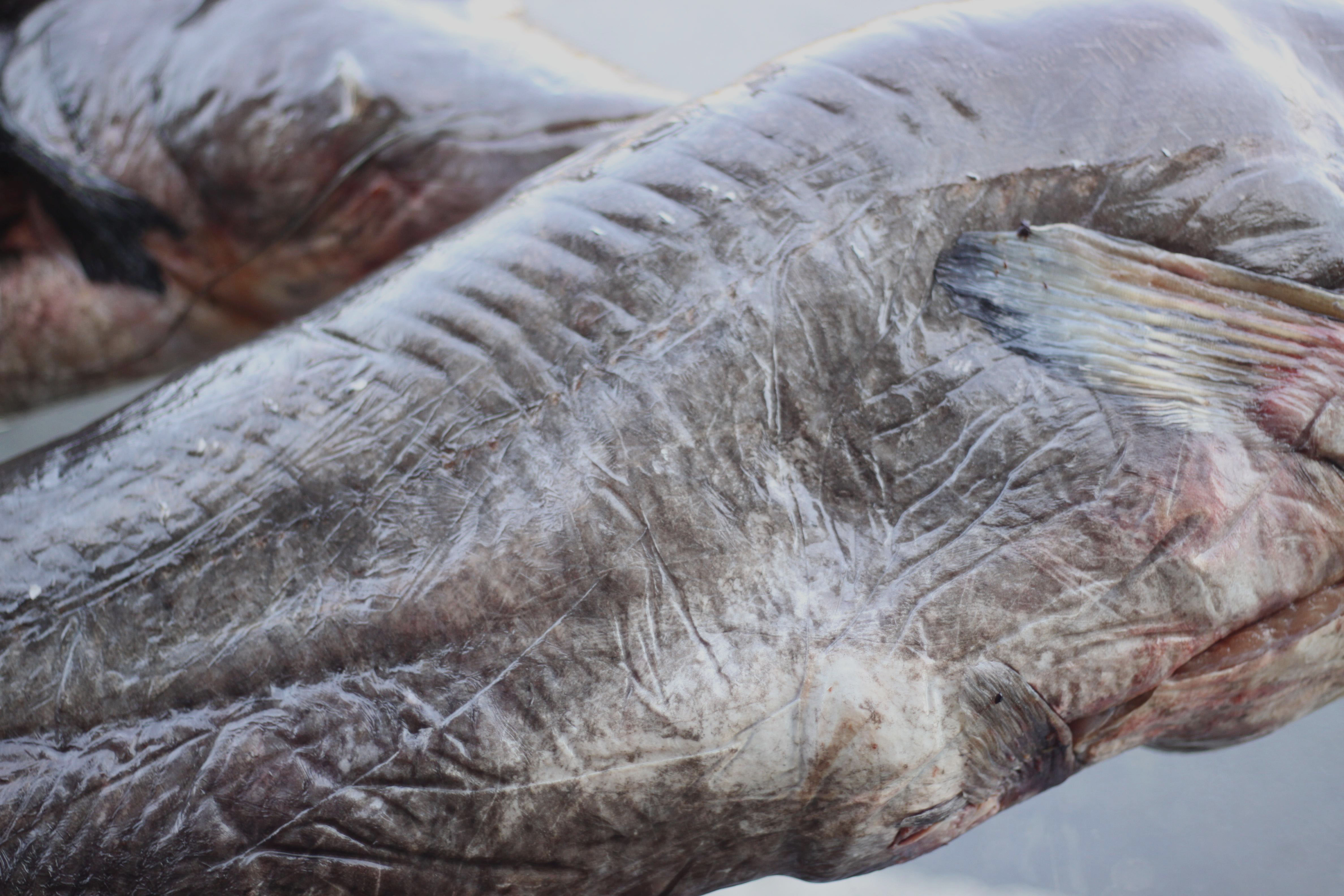 Cá leo có dáng dẹt ngang, da trơn và màu hơi nâu&nbsp;