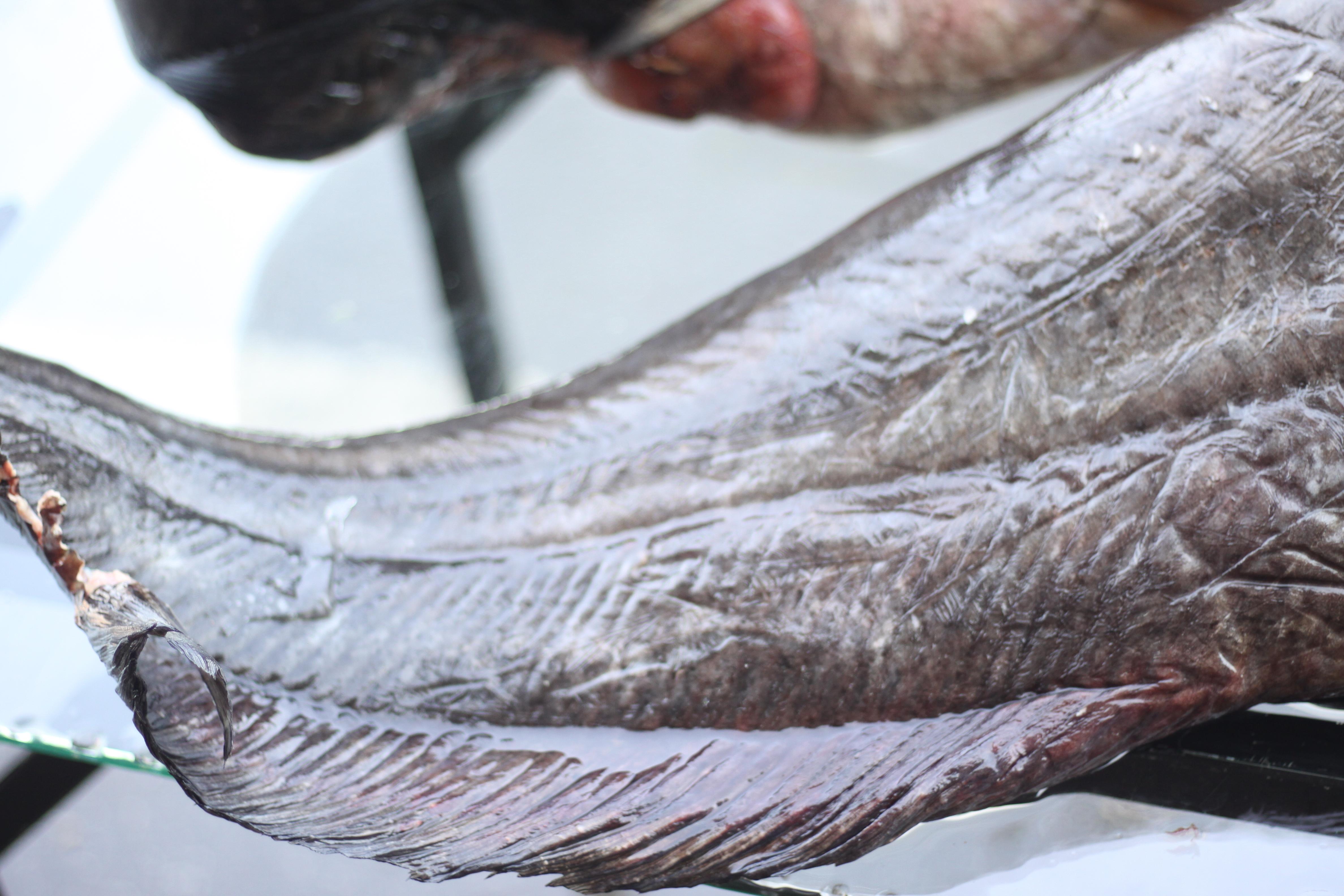 Đuôi của cá leo