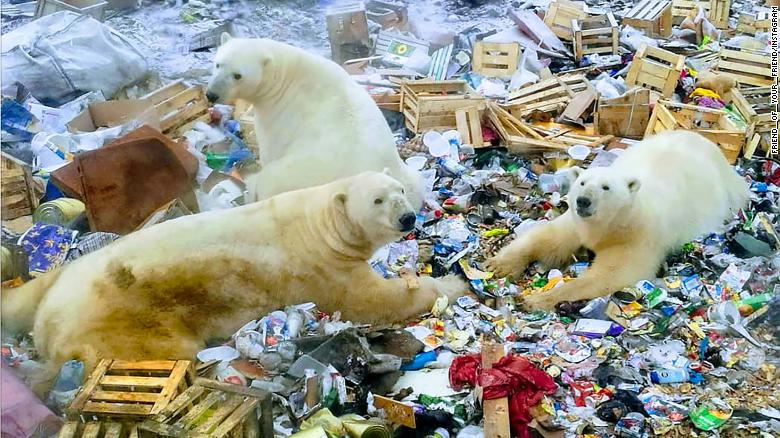 Hơn 50 con gấu Bắc cực đã "xâm chiếm" ngôi làng&nbsp;Ryrkaypiy phía Bắc nước Nga để tìm thức ăn (Ảnh: CNN)