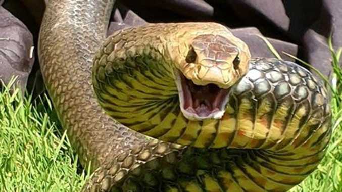 Một con rắn nâu miền đông