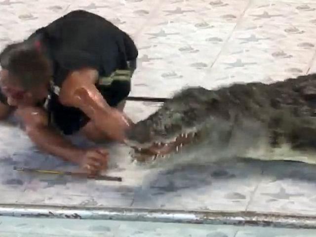 Lãnh trọn cú đớp kinh hoàng khi thò tay vào họng cá sấu khổng lồ