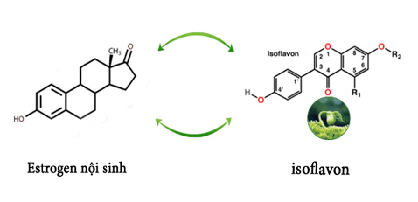 Isoflavon có cấu trúc tương tự như estrogen nội sinh trong cơ thể