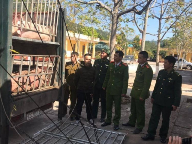 Thị trường - Tiêu dùng - Bắt gần 3 tấn lợn sống xuất lậu Trung Quốc giữa cao điểm thiếu thịt sốt giá