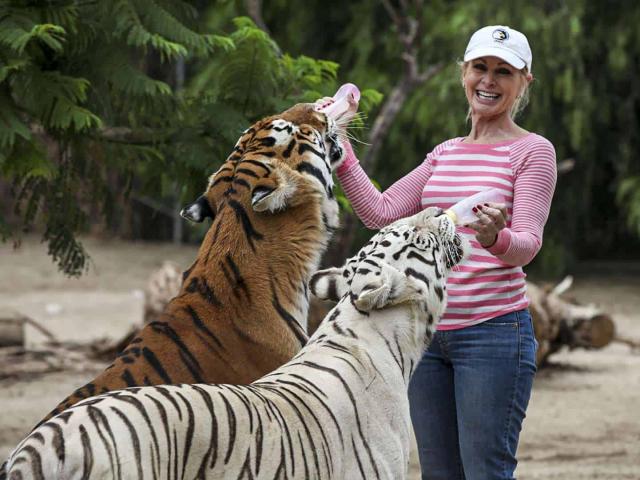 Thế giới - Ngày ngày chơi với bầy hổ nuôi từ nhỏ, bỗng một ngày bị hai con tấn công kinh hoàng