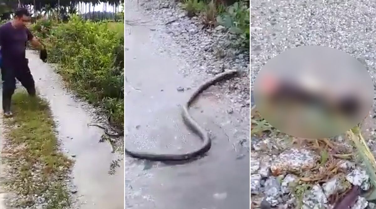 Người đàn ông Malaysia quyết giết bằng được con rắn.