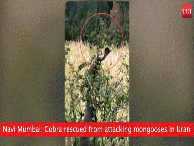 Thế giới - Video: Kịch tính màn chạm trán giữa rắn hổ mang và đối thủ truyền kiếp