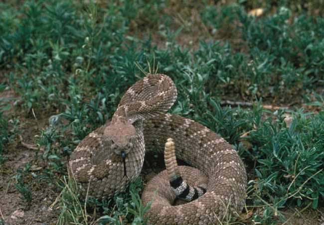 Công thức gia truyền biến con vật đáng sợ như rắn đuôi chuông thành đặc sản cực hấp dẫn - 1