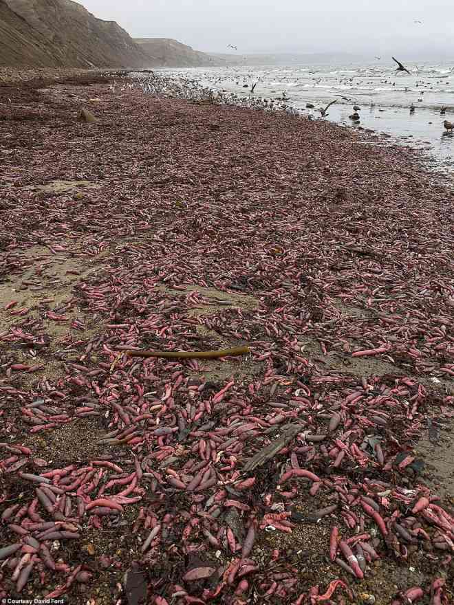 Hàng ngàn con cá dương vật đã dạt vào bờ biển Drakes, bang California – Mỹ. Ảnh: David Ford