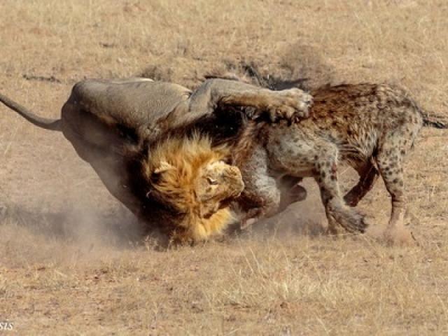Media - "Bắt nạt" linh cẩu, sư tử hứng chịu màn trả thù không tưởng