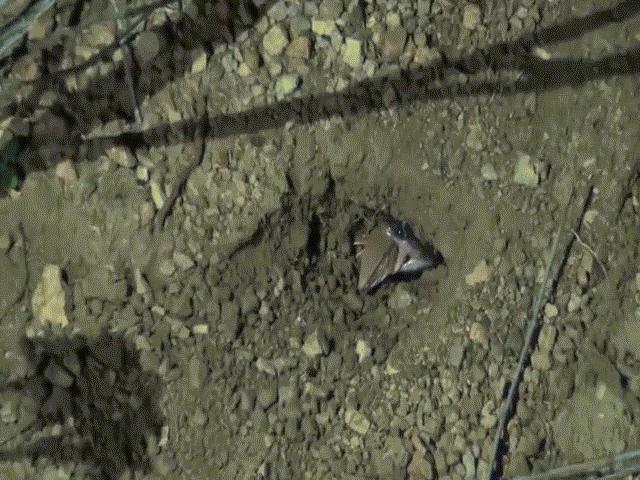 Phi thường - kỳ quặc - Video: Rắn khôn ngoan dùng thân án ngữ trước cửa hang và cái kết ngỡ ngàng