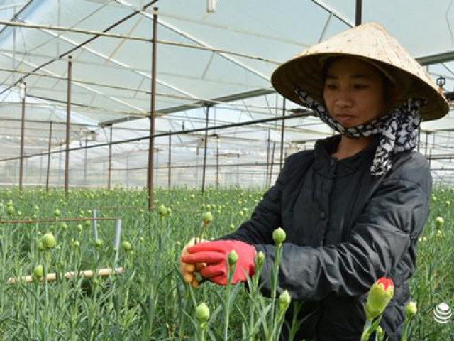 Thị trường - Tiêu dùng - Đà Lạt - Thủ phủ hoa lớn nhất nước "bung" hàng chuẩn bị đón Tết