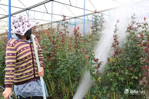 Vườn hồng tại làng hoa Vạn Thành