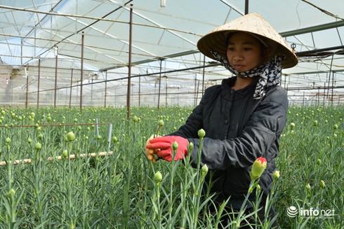Làng hoa Cẩm Chướng Hà Đông