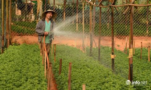 Đà Lạt - Thủ phủ hoa lớn nhất nước &#34;bung&#34; hàng chuẩn bị đón Tết - 6