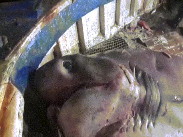 Video: Bắt được cá mập khổng lồ chưa từng thấy, nặng 700kg
