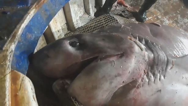 Con cá mập cái bị bắt khi đang mang thai.
