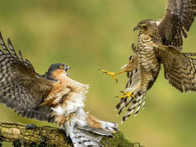 Media - Vì sao chim cắt được mệnh danh là "Chiến đấu cơ có lông"?