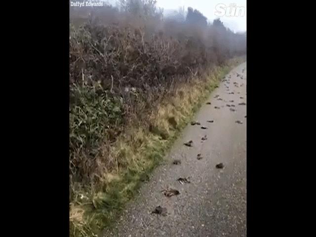 Phi thường - kỳ quặc - Hàng trăm con chim vừa bay qua, lát sau chết bí ẩn, xác "rụng như sung" khắp đường