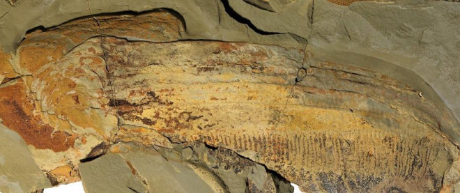 Hình ảnh hóa thạch của Aegirocassis benmoulae. Ảnh: Peter Van Roy, Yale University