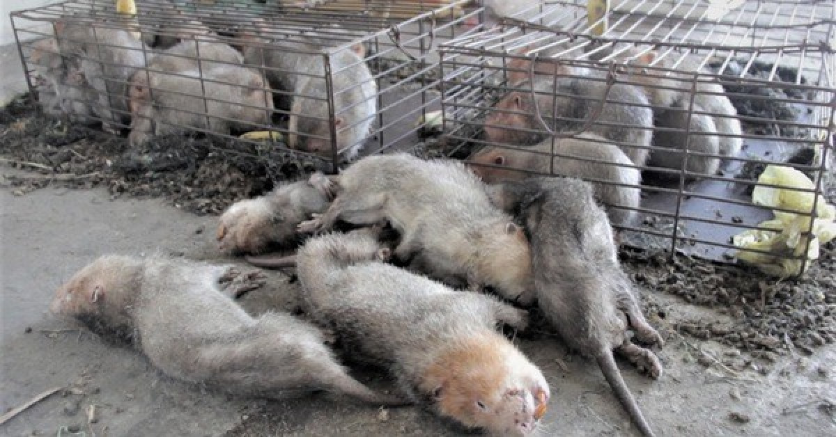 Đến hôm nay, gần 15/48 con thú rừng bị chết vì kiệt sức