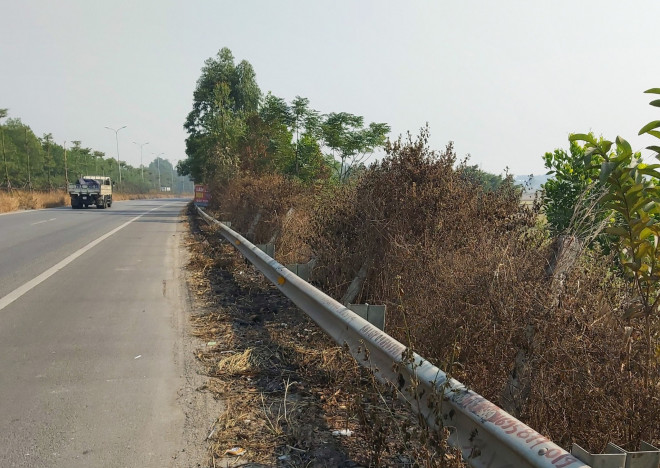 Không chỉ giữa giải phân cách giữa, cây cối hai bên đường cũng bị đốt, héo rồi chết.&nbsp;