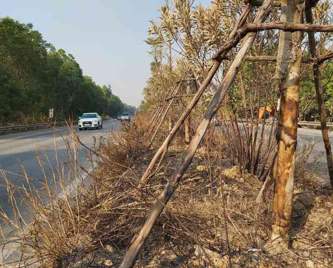 Việc đốt cỏ, cây dại cũng khiến nhiều cây bàng lá nhỏ (giống bàng Đài Loan) do Công ty TNHH một thành viên Công viên cây xanh Hà Nội trồng cũng bị thui cháy gốc.