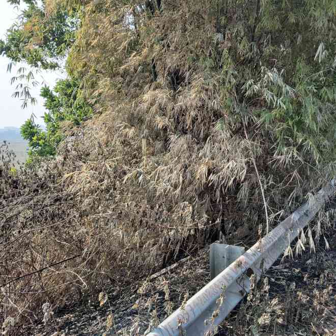 Nhiều cây xanh trên Quốc lộ 18 bất ngờ bị đốt cháy rụi - 7