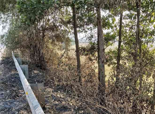 Những rặng tre, keo dọc hai bên đường cũng bị đốt đến cháy lá, đang chết dần. Một người dân bán nước trên QL18 cho biết, có hôm lửa cháy rất to, khói bay nghi ngút che khuất tầm nhìn của lái xe, rất nguy hiểm.