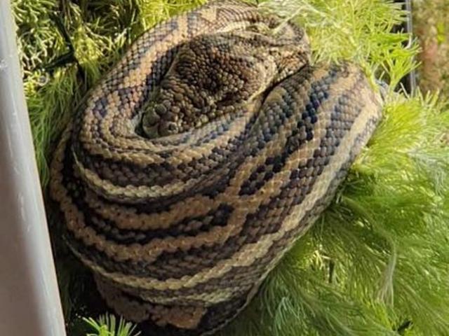 Phi thường - kỳ quặc - Mải quay video chim, đứng sát cây thông Noel có trăn dài 3m mà không biết