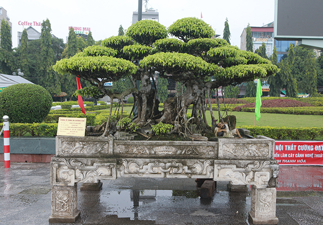 Theo đó, tác phẩm “song thụ” là cây bé nhất nhưng có tuổi đời trên 100 năm. Tác phẩm có ý nghĩa như một cặp vợ chồng già, quấn quýt lấy nhau. Phần thân và gốc cây&nbsp;có màu đồng dạng nham thạch.