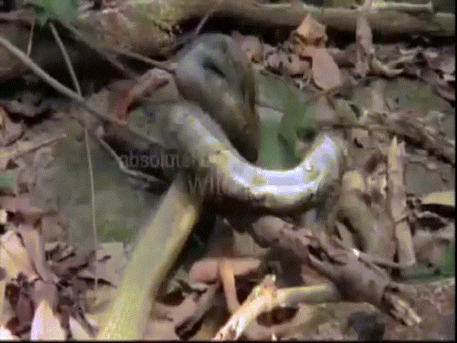 Video: Hổ mang chúa gây chiến trăn vua, bị siết nghẹt thở và điều bất ngờ ở phút chót