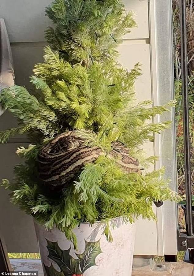 Cặp đôi quyết định không bắt mà để mặc con trăn trong nhà