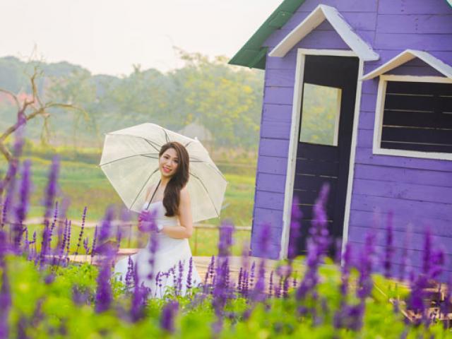 Bạn trẻ - Cuộc sống - Cánh đồng tràn ngập sắc tím "lịm tim" cho giới trẻ check in ở Hà Nội