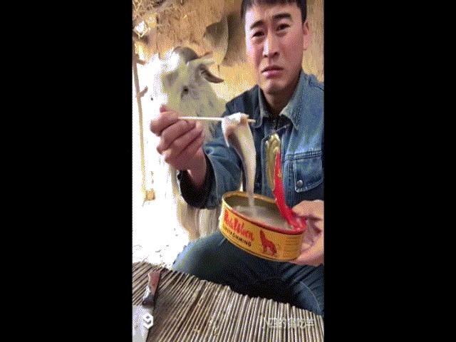 Bạn trẻ - Cuộc sống - Chàng trai chăn dê với loạt clip "ăn cả thế giới" gây sốt