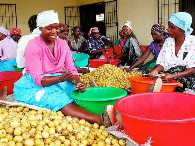 Cây có thể cao tới 18m. Ngoài Nam Phi, chúng còn có ở Ethiopia và nhiều nước khác. Cây ra hoa từ tháng 9 đến tháng 11, ra quả từ tháng 1 đến tháng 3.