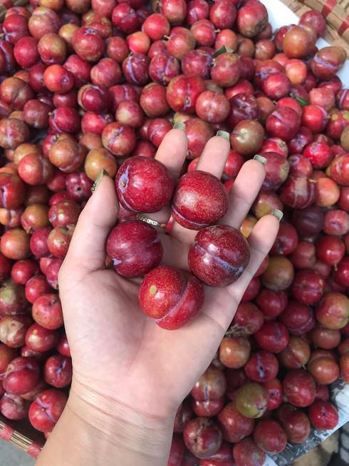 Mận trái mùa được rao bán với giá 200 nghìn đồng/kg