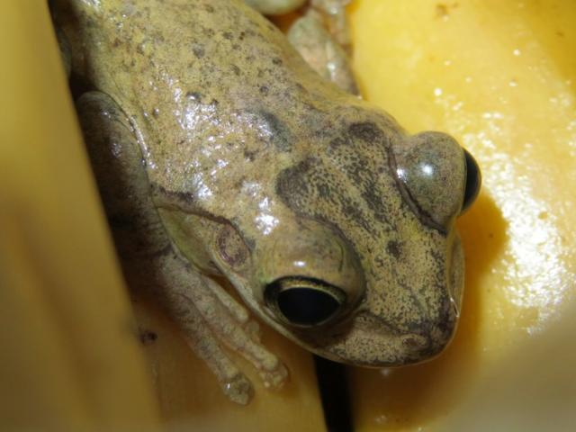 Phi thường - kỳ quặc - Chú ếch di chuyển hơn 8.000 km từ Nam Mỹ sang Anh