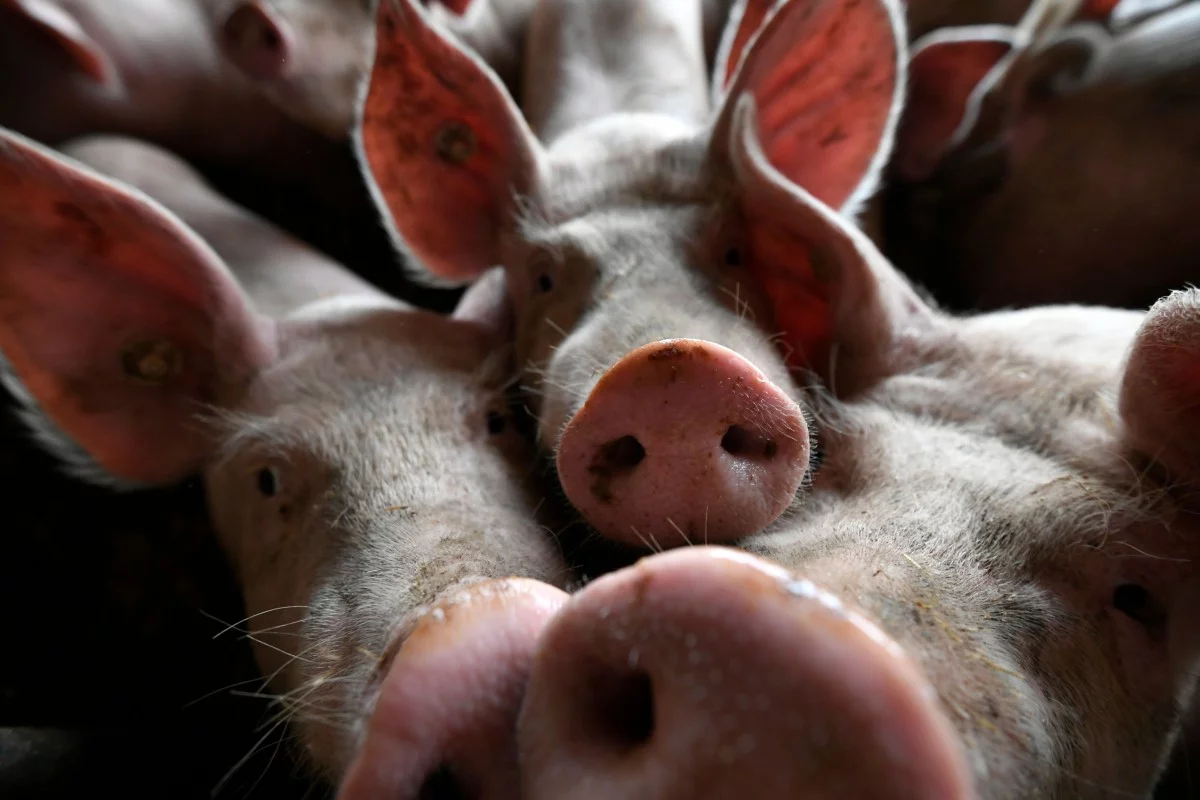 Dịch tả lợn châu Phi đã làm giảm hơn 40% đàn lợn của Trung Quốc (Nguồn: SCMP)