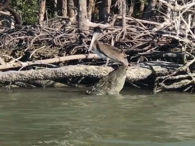 Phi thường - kỳ quặc - Video: Cá sấu đói từ từ tiến đến đớp bồ nông, "mồi ngon" tận miệng vẫn không dễ xơi