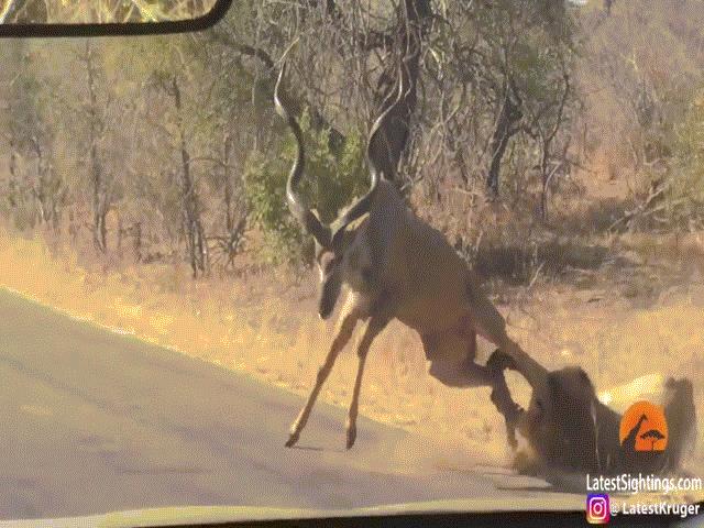 Phi thường - kỳ quặc - Video: Sư tử đực dùng "đòn xấu" tấn công linh dương kudu