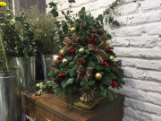 Thị trường - Tiêu dùng - Cây xứ lạnh tiền triệu hút khách trước Noel