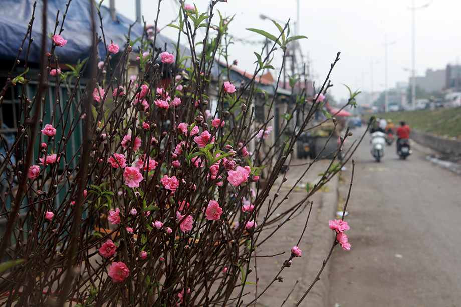 Người bán hàng tại đây cho biết, để có được những cành đào nở đúng dịp này, các chủ vườn đào phải chăm sóc, tuốt lá cho hoa từ cách đây 1 tháng.