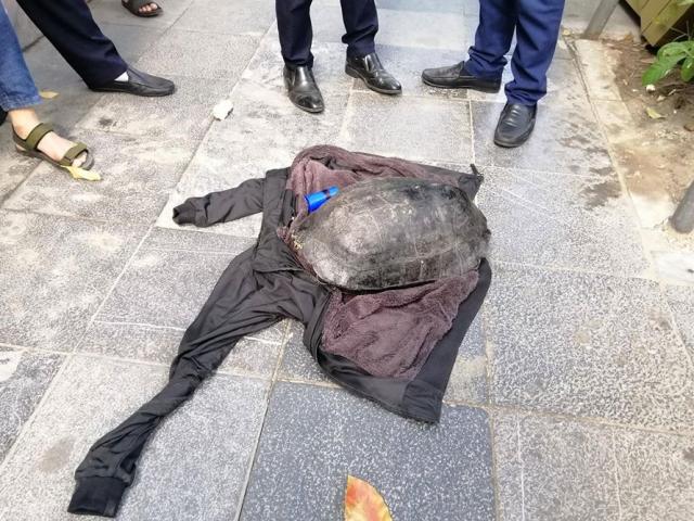 Tin tức trong ngày - Nóng 24h qua: Sau vụ bế rùa “khủng” ở Hồ Gươm lên bờ, nam thạc sĩ bật khóc đoàn tụ người thân