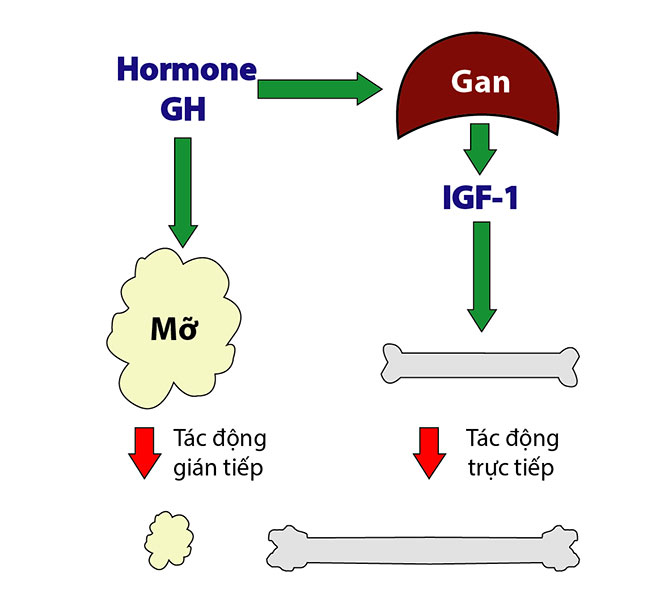 Hormone tăng trưởng tác động trực tiếp lên các tế bào mỡ, tác động gián tiếp tới xương thông qua IGF-1