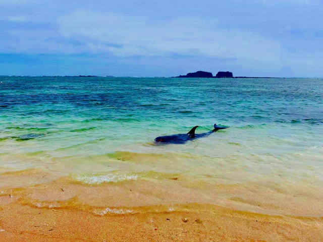 Tin tức trong ngày - Dân tổ chức hát chèo để cá bà chuông về lại biển mà bất thành