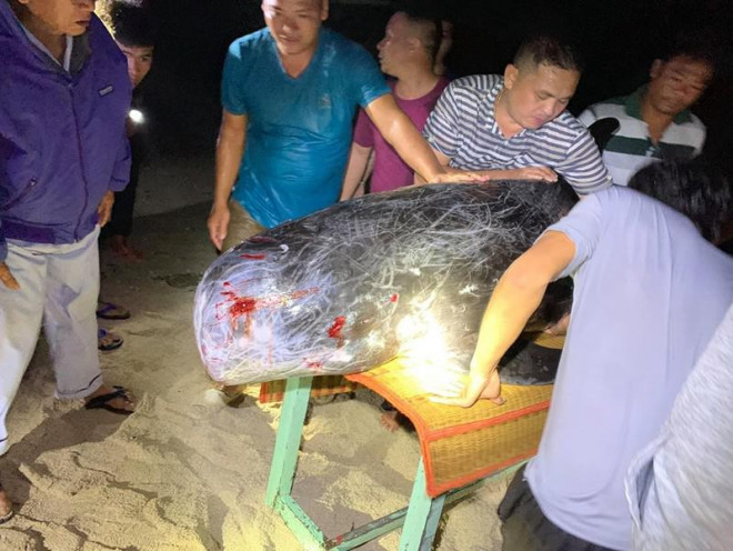 Dân tổ chức hát chèo để cá bà chuông về lại biển mà bất thành - 3