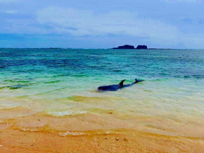 Dân tổ chức hát chèo để cá bà chuông về lại biển mà bất thành - 5